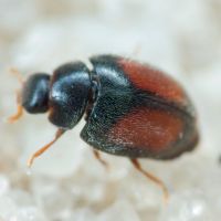 Coccinellidae