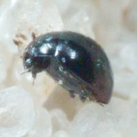 Sphaerius acaroides
