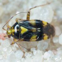 Liocoris tripustulatus