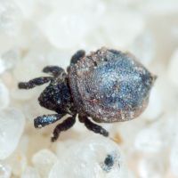 Arachnida