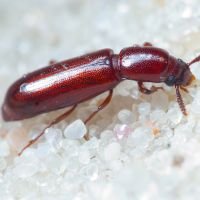 Corticeus (Corticeus) unicolor