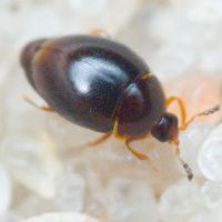 Orthoperus