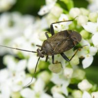 Polymerus (Polymerus) nigrita