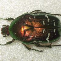 Cetonia aurata