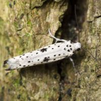 Yponomeuta plumbella