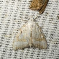 Nola aerugula