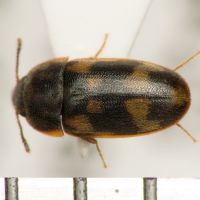 Litargus connexus