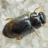 Scymniscus horioni