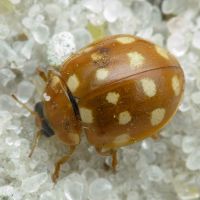 Calvia quatuordecimguttata