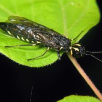 Xiphydria longicollis