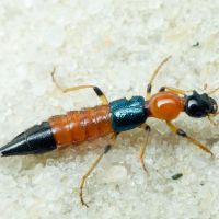 Paederus littoralis