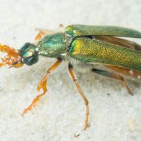 Cerocoma schreberi