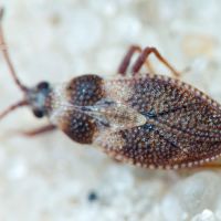 Oncochila simplex