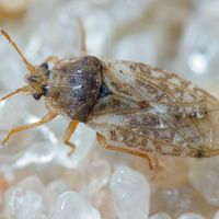Piesmatidae