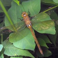 Anaciaeschna isosceles