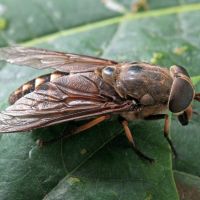 Tabanus sudeticus