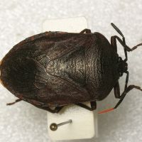 Cyclopelta obscura