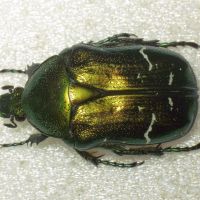 Cetonia aurata