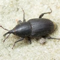Sphenophorus striatopunctatus