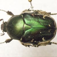 Protaetia subpilosa dorchini