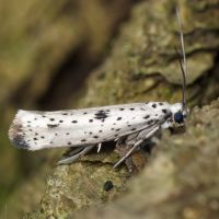 Yponomeuta plumbella