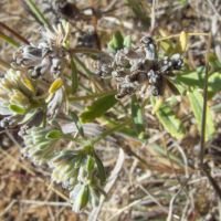 Teucrium polium