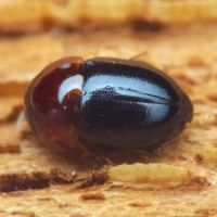 Agathidium nigripenne