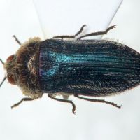 Acmaeoderella villosula