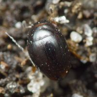 Cercyon