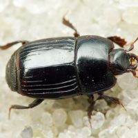 Platysoma compressum