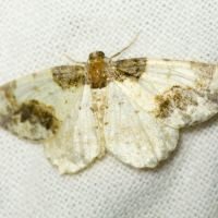 Ligdia adustata
