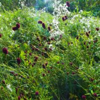 Sanguisorba officinalis