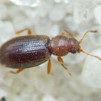 Corticaria serrata