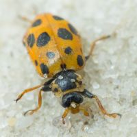 Hippodamia tredecimpunctata