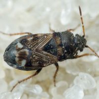 Pionosomus opacellus