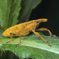 Lixus (Dilixellus) pulverulentus
