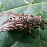 Tabanus sudeticus