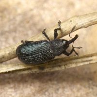 Magdalis (Magdalis) duplicata