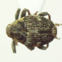 Nedyus quadrimaculatus
