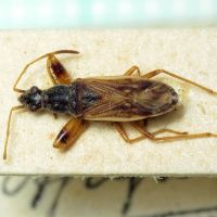 Paraparomius leptopoides
