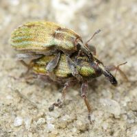 Hypera (Hypera) nigrirostris