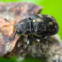 Rhaphitropis marchica
