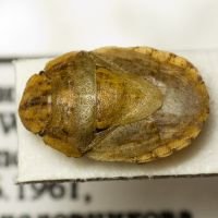 Menaccarus (Oploscelis) arenicola