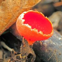 Sarcoscypha coccinea