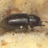 Ciidae