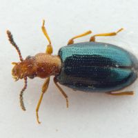 Vincenzellus ruficollis