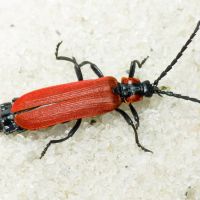 Lygistopterus sanguineus