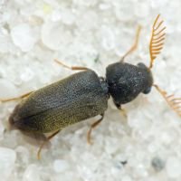 Ptilinus fuscus