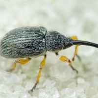Pseudapion fulvirostre