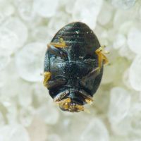 Stethorus punctillum